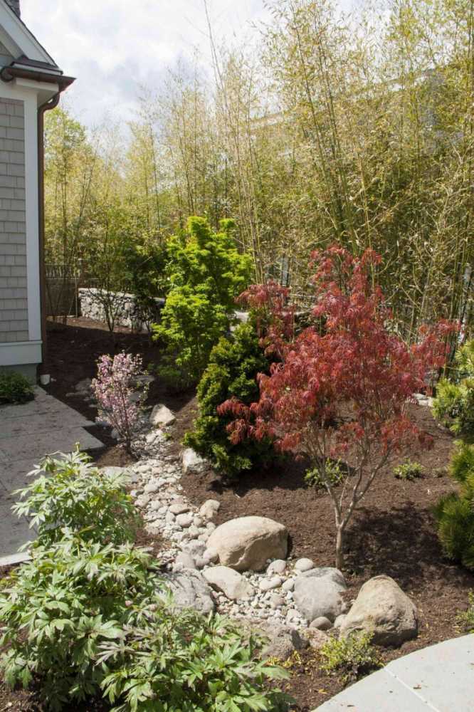 A mix of specimen trees and shrubs work selected for this Asian inspired garden.